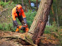 Best Storm Damage Tree Cleanup  in Savanna, IL